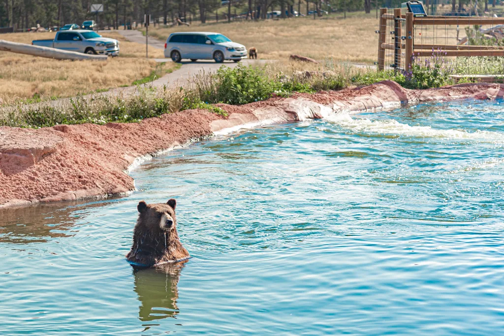 Bears at Bear Country USA the drive through wildlife park.